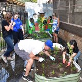 Volunteer gardening